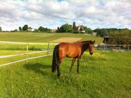 cheval en pension au parc en herbe, au manege de begnins dans la region de nyon, avec vue sur le chateau de begnins et les vignes