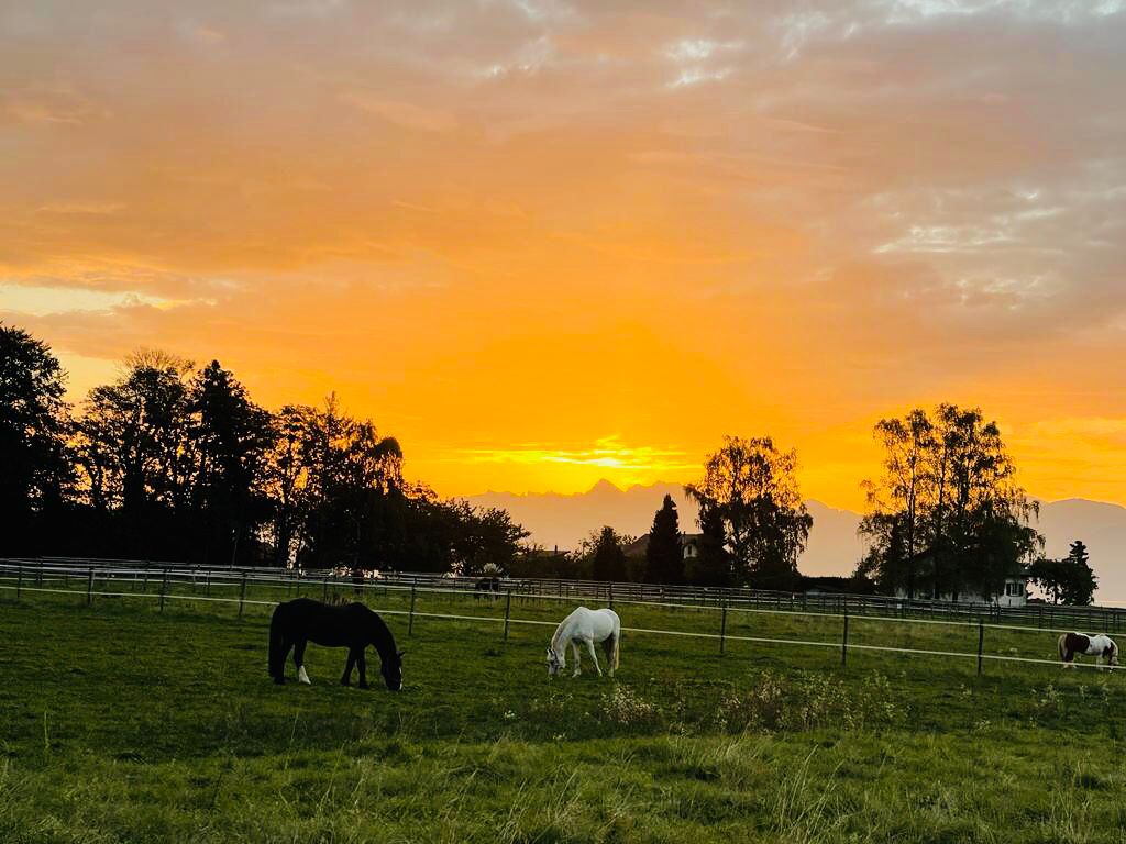 multiples parcs en herbe au lever du soleil pour le mouvement en liberte des chevaux en pension au centre equestre