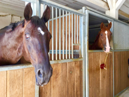 vue d'interieur de la pension de chevaux avec boxes au centre equestre dans le canton de vaud