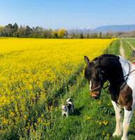 balade printemps poney colza paysage