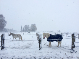 les chevaux dans leurs parcs d'exterieur meme en hiver