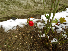 une rose qui pointe son bout du nez a travers la neige au poney club de begnins