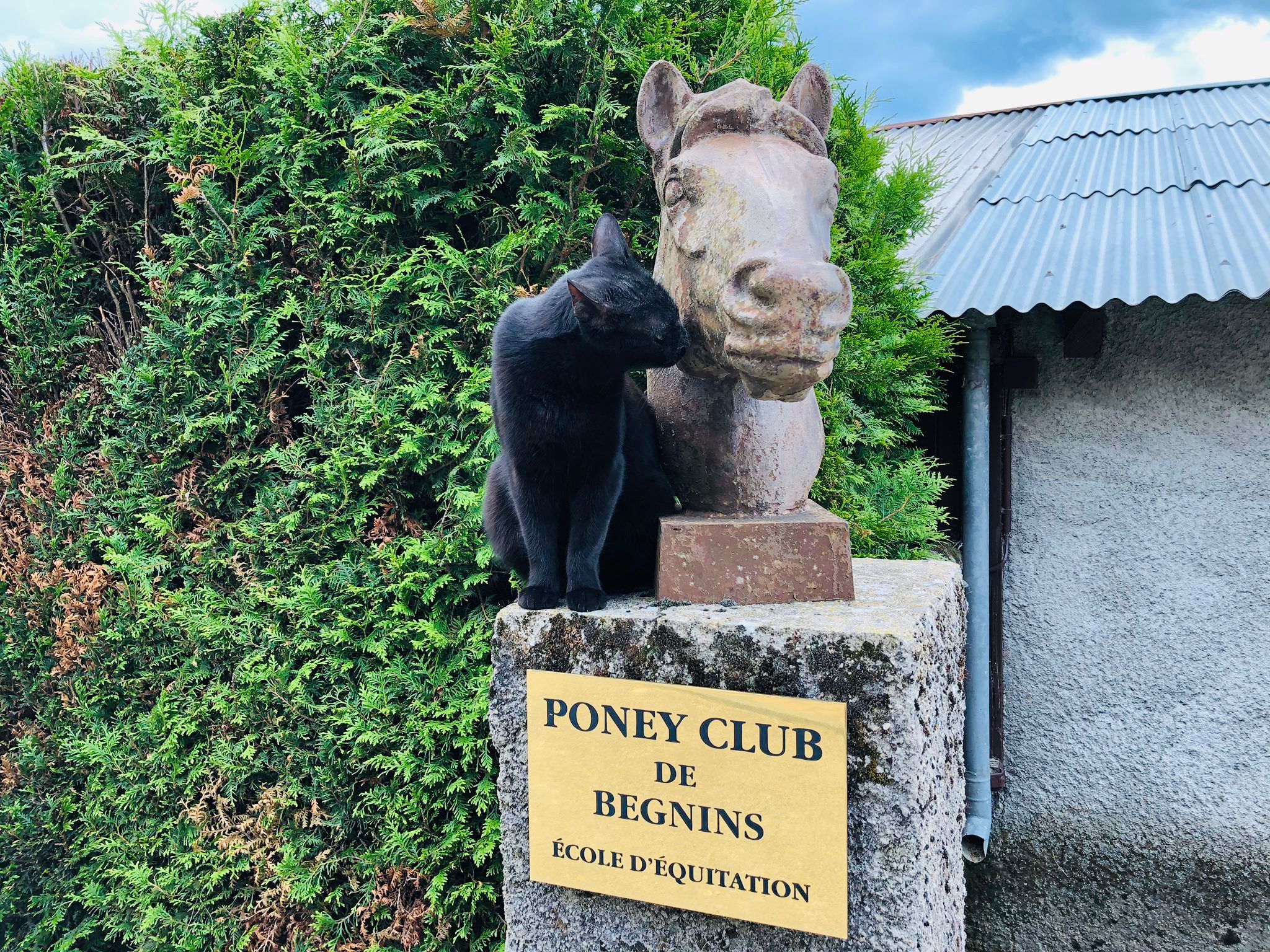 buste de cheval a l'entree au manege de begnins